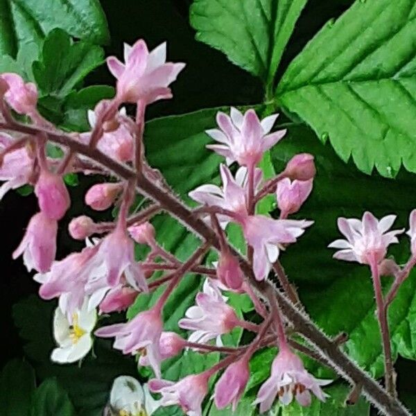 Heuchera sanguinea फूल