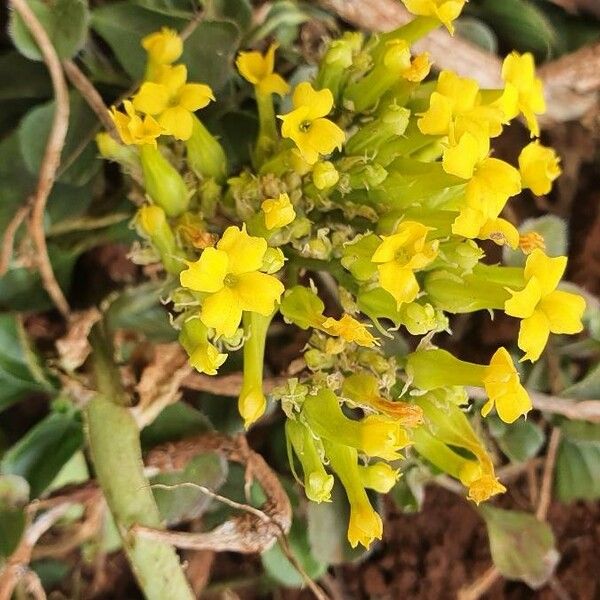 Kalanchoe densiflora Flor