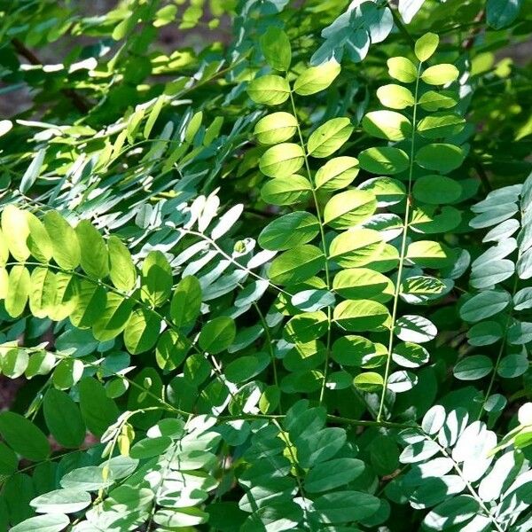 Astragalus glycyphyllos Leht