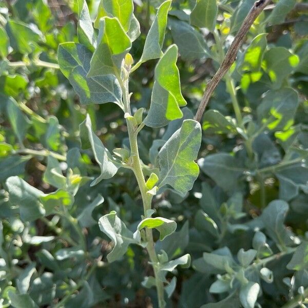 Atriplex halimus Blad