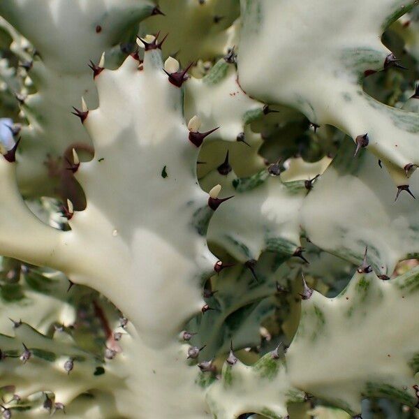 Euphorbia lactea 葉