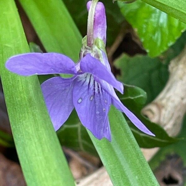 Viola reichenbachiana Žiedas