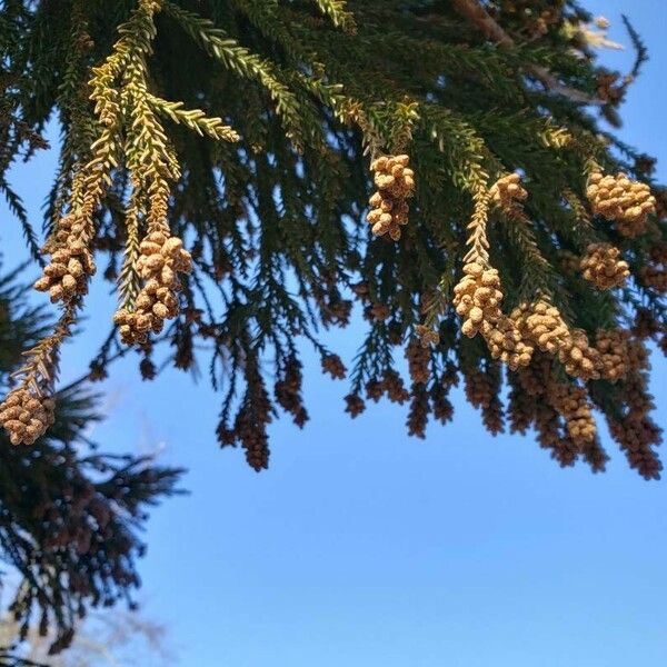 Cryptomeria japonica Beste bat