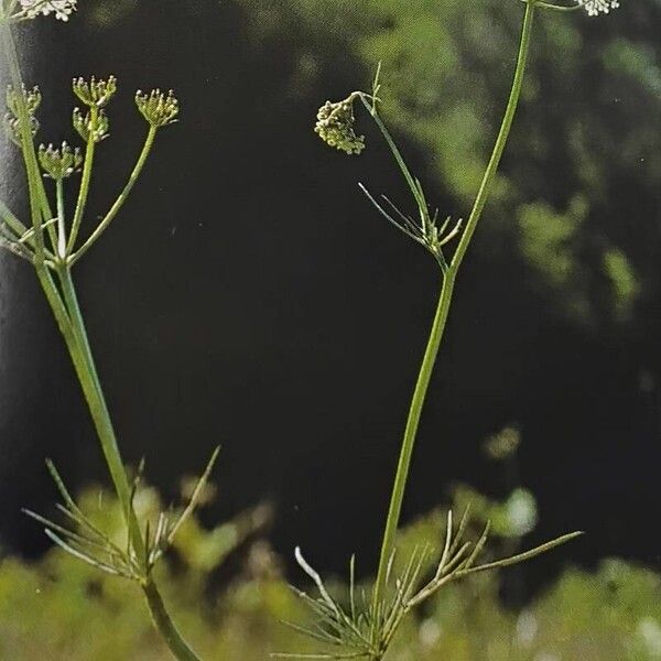 Conopodium majus पत्ता