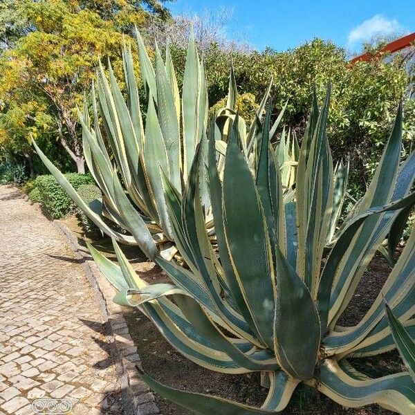 Agave americana Leaf