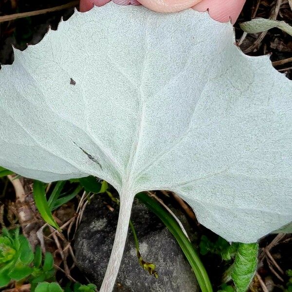 Petasites paradoxus Blad