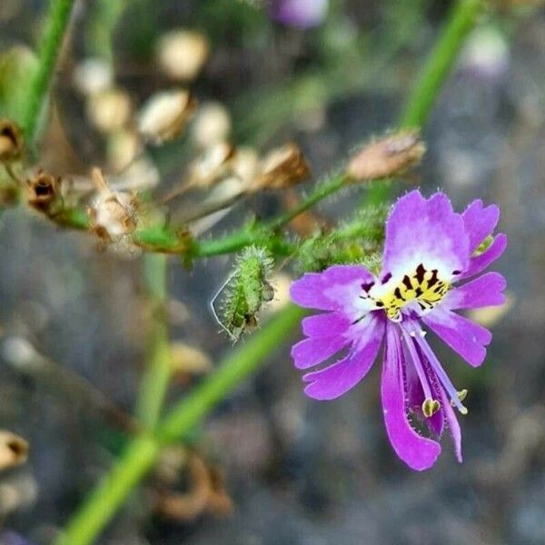 Schizanthus pinnatus Blüte