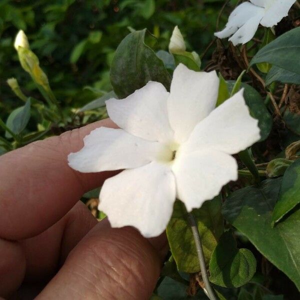 Thunbergia fragrans Žiedas