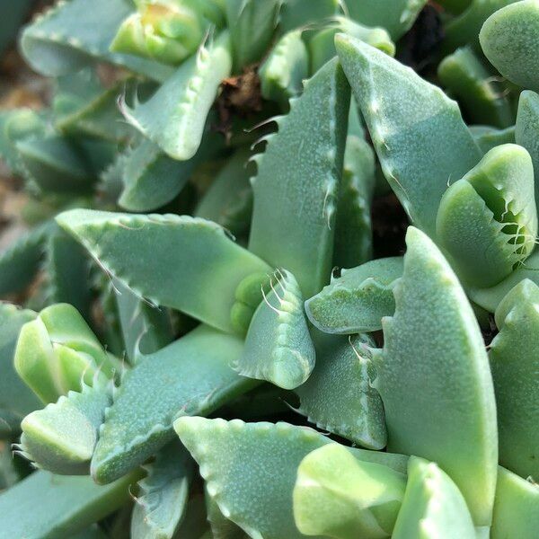 Faucaria tigrina Habitus