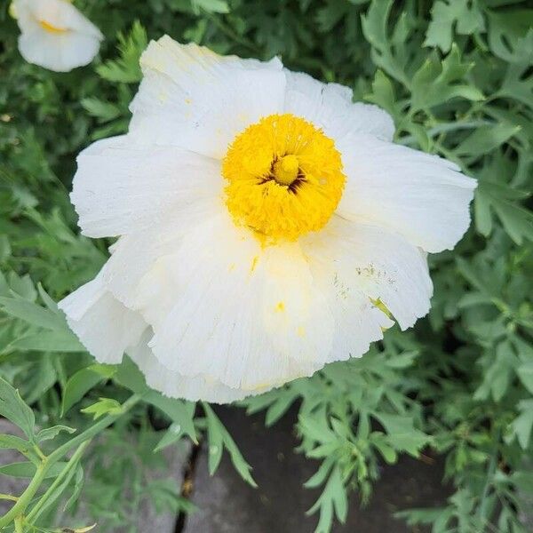 Romneya coulteri Bloem