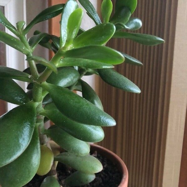 Crassula ovata Leht