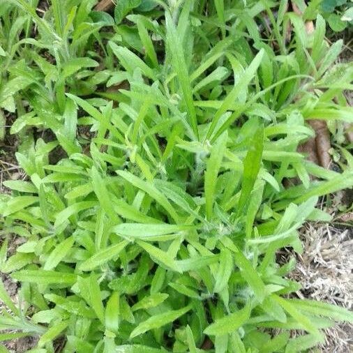 Erigeron canadensis Folha