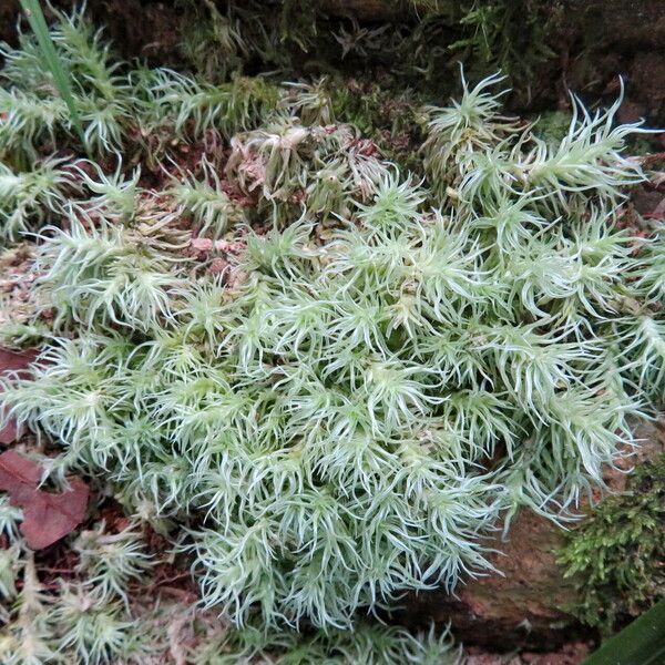 Tillandsia tricholepis Habit