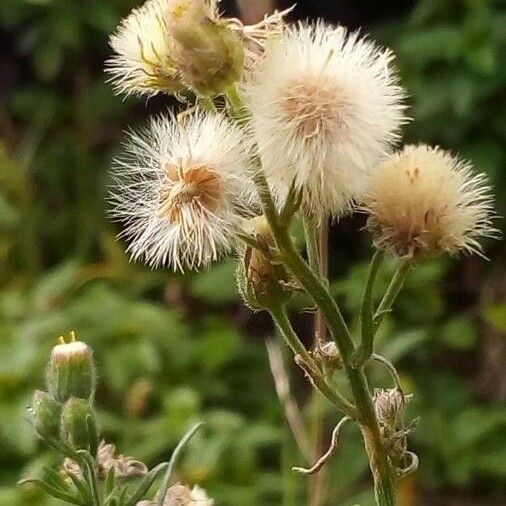 Erigeron bonariensis Цвят