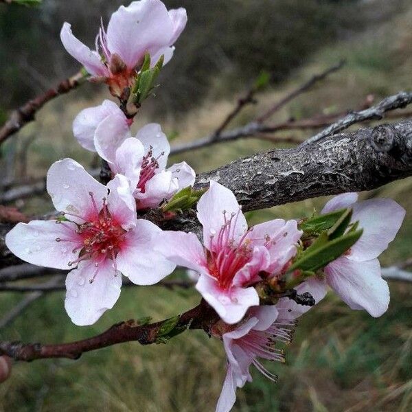 Prunus persica Cvet