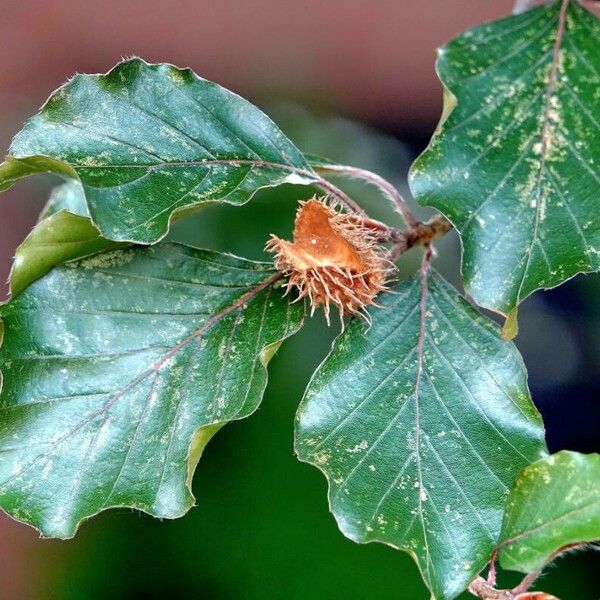 Fagus sylvatica Frunză