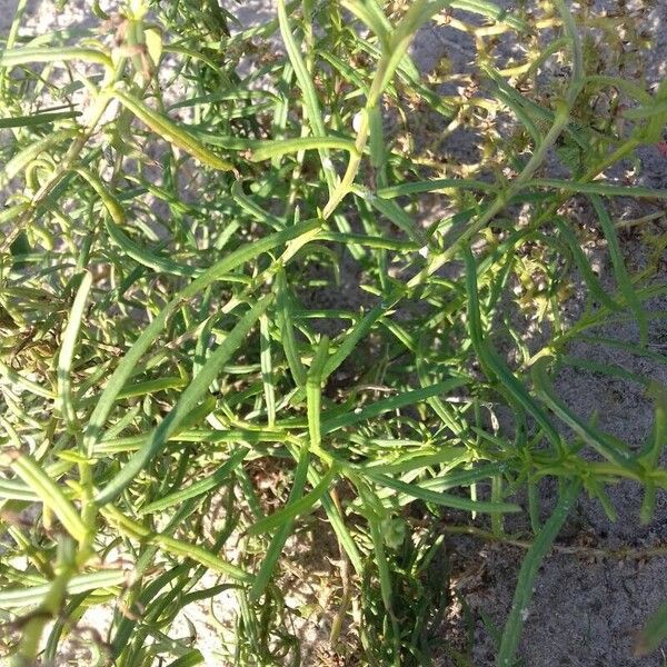 Senecio inaequidens Foglia