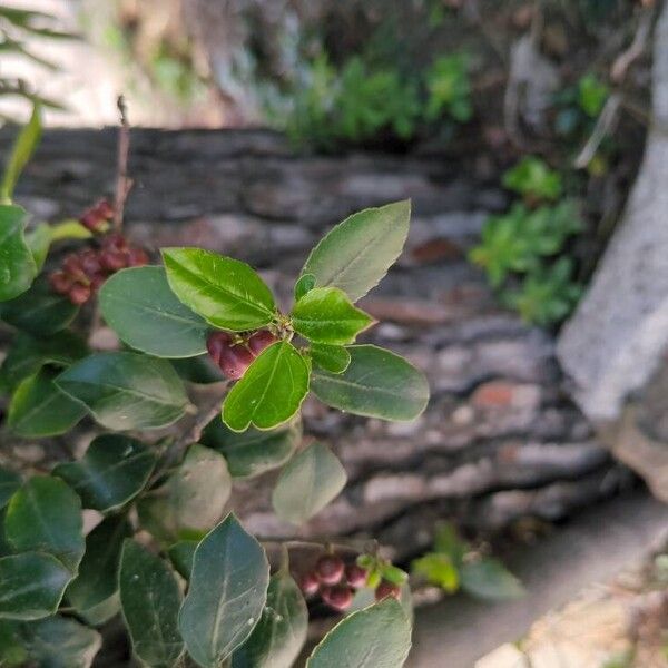 Rhamnus alaternus Leht