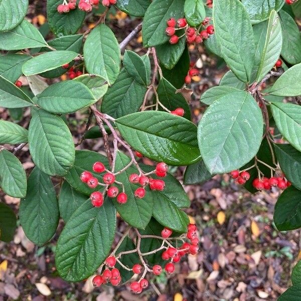 Cotoneaster coriaceus Fulla