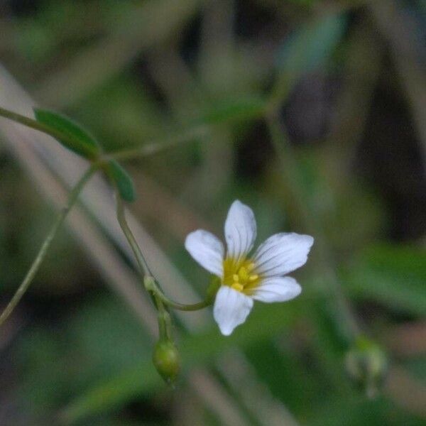 Linum catharticum Flower