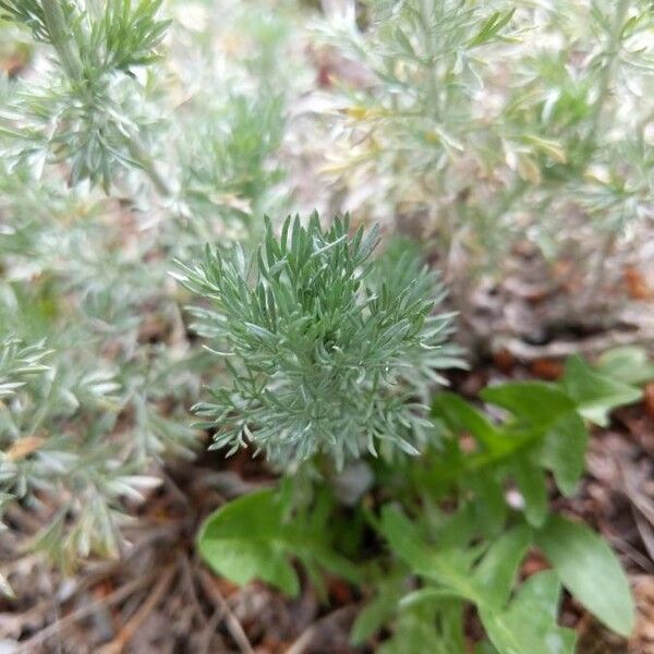 Artemisia frigida Leaf