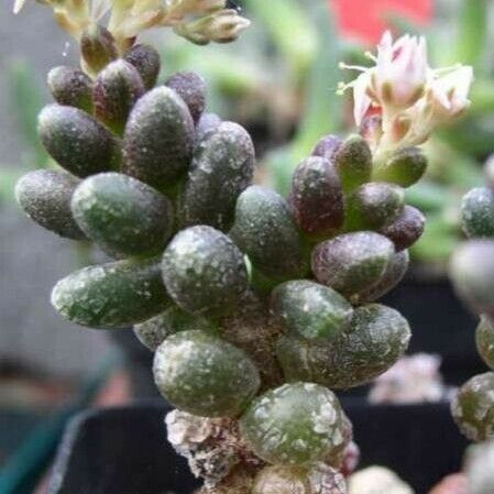 Sedum furfuraceum Habit