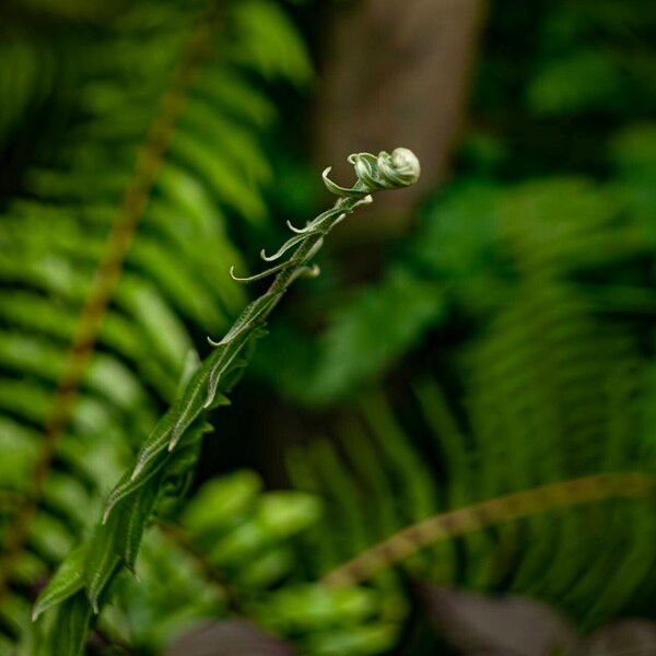 Pteris vittata List