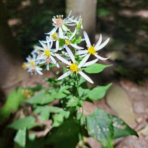 Eurybia macrophylla Blodyn