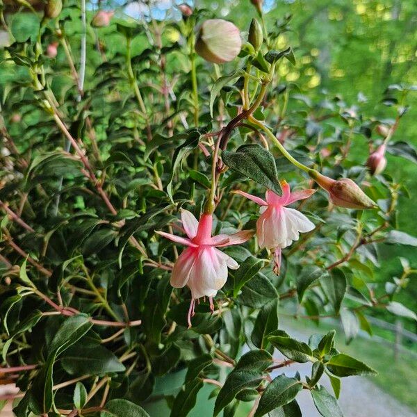 Fuchsia × standishii ᱵᱟᱦᱟ