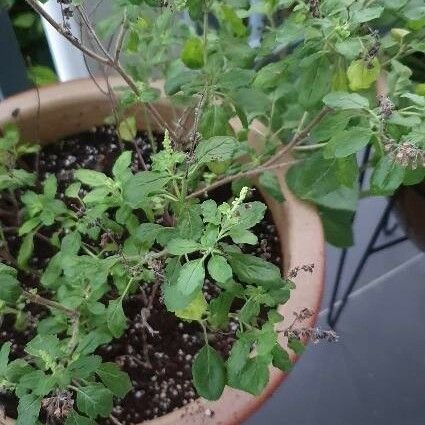 Ocimum tenuiflorum Fuelha