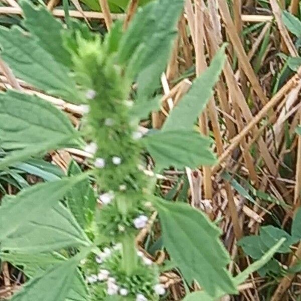 Chaiturus marrubiastrum Flower