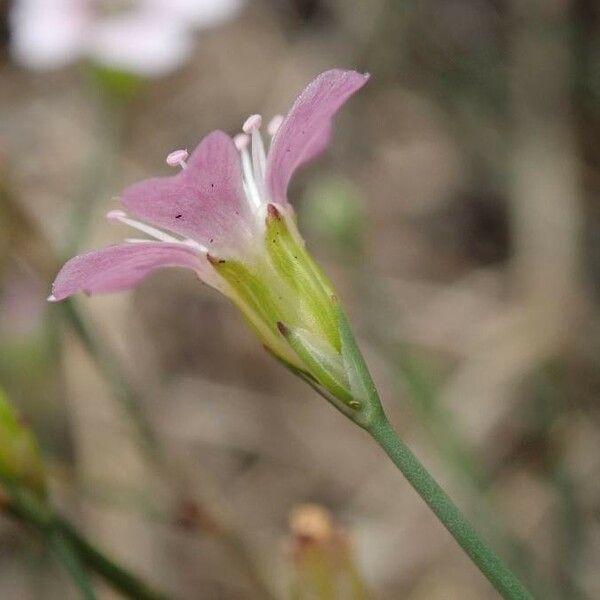 Petrorhagia saxifraga Flor