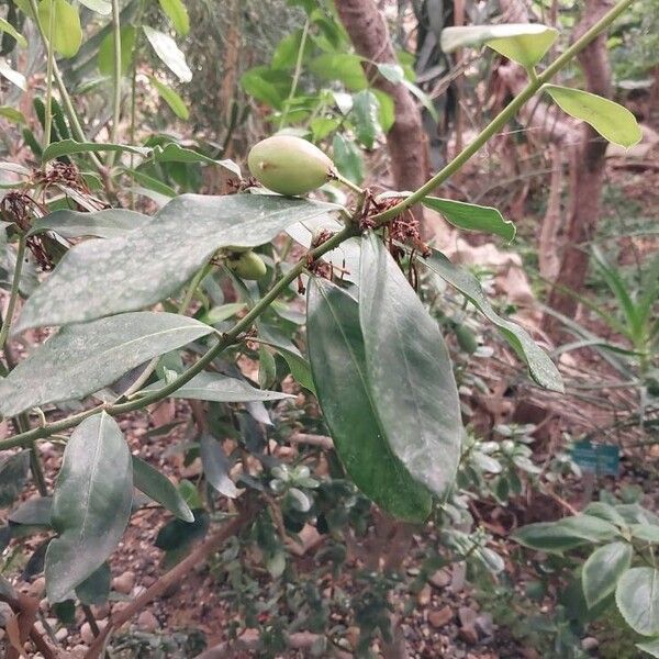 Acokanthera oppositifolia autre