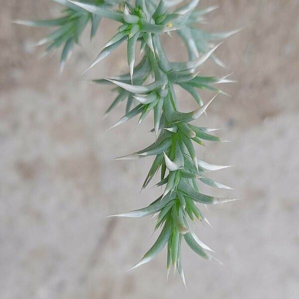 Cornulaca aucheri Feuille