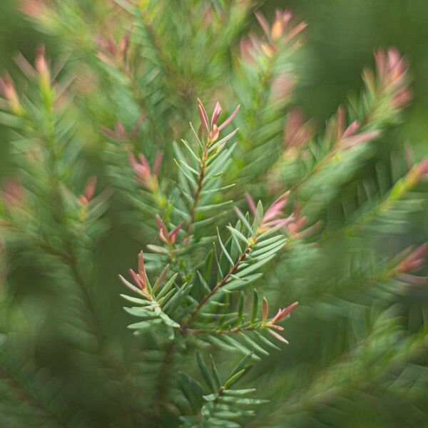 Melaleuca linariifolia Fulla