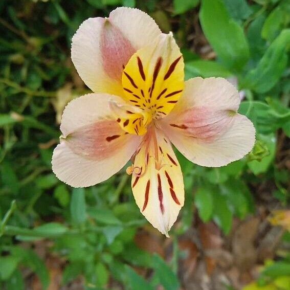 Alstroemeria ligtu Kvet