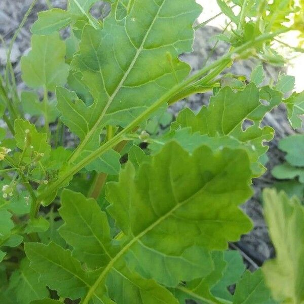 Rorippa palustris Levél