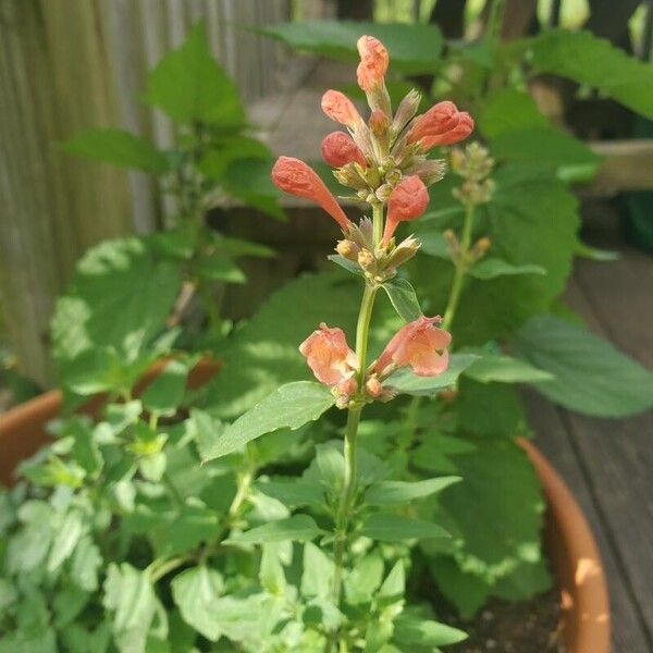 Stachys coccinea Feuille