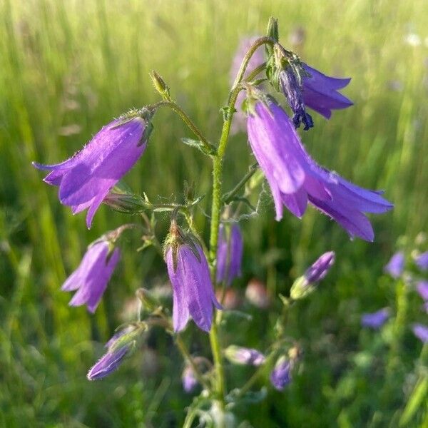 Campanula sibirica Floare