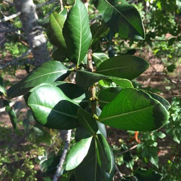 Garcinia livingstonei Leht