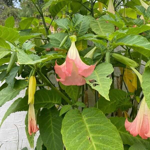 Brugmansia versicolor ফুল