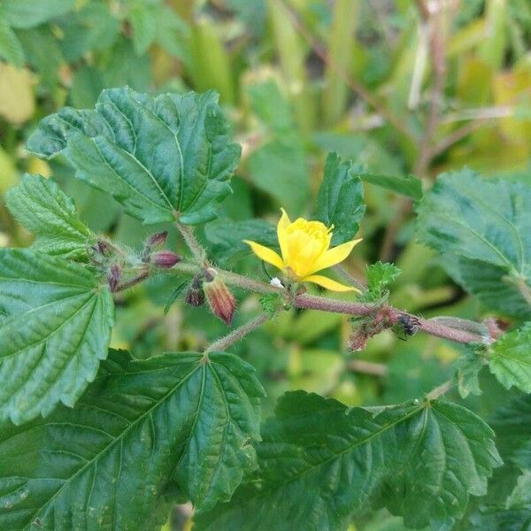 Corchorus aestuans Blüte