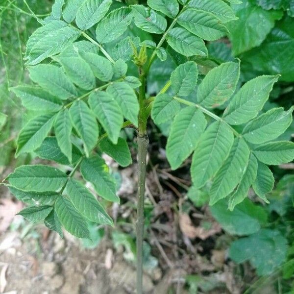 Fraxinus excelsior Folla