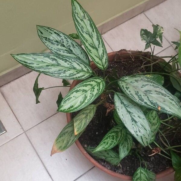 Aglaonema nitidum برگ