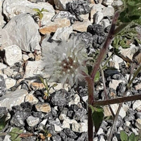 Trifolium cherleri Fruit