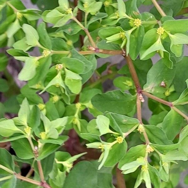 Euphorbia peplus Листок