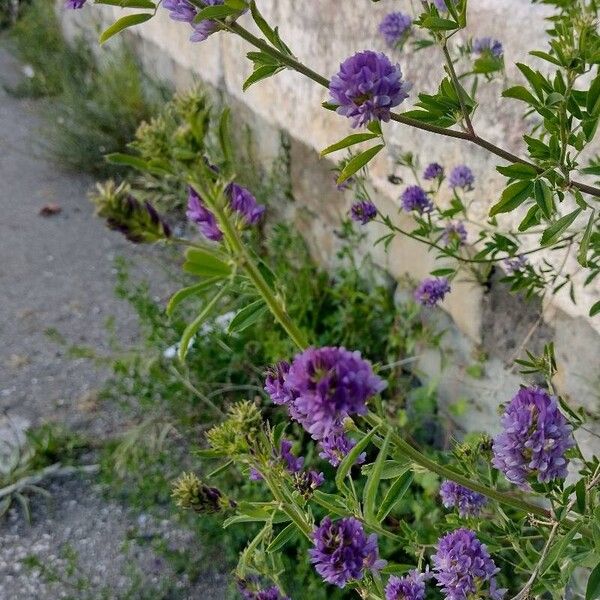 Medicago × varia Flower