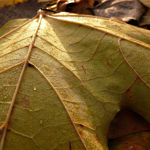 Acer pictum Feuille