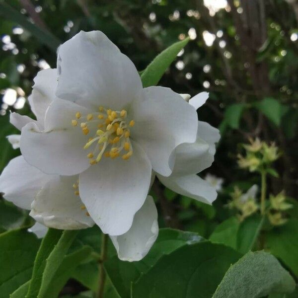 Philadelphus coronarius Cvet