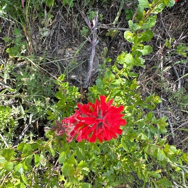 Castilleja parviflora Květ